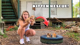 RESCUED KITTENS FOUND AT ABANDONED HOUSE [upl. by Livvi]