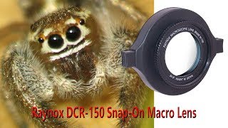 Amazing Macro With Raynox DCR 150 [upl. by Eelrihs]