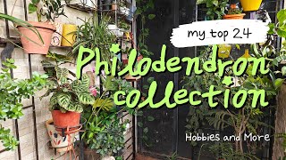 24 unique Philodendron collection Plant tour [upl. by Osmund]