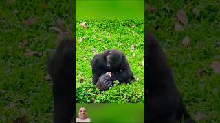 Gorilla funny Fight gorilla animals baby monkey funny real ytshorts animals fun shorts [upl. by Amalbena235]