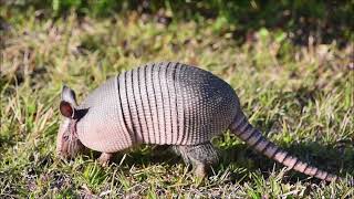 ¿Qué es un Armadillo [upl. by Billmyre31]