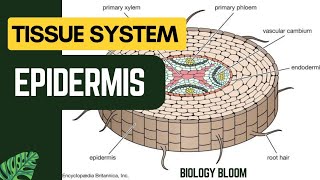 Epidermis  Plant Tissue System  Biology Bloom [upl. by Ulphiah]