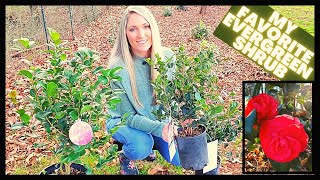 How To Grow Camellias  Camellia Japonica vs Sasanqua [upl. by Enyal]