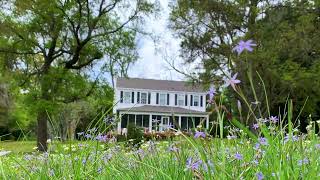 Carolina Blue wildflowers [upl. by Adnar]