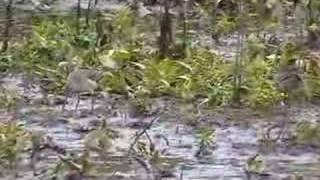 Sharptailed Sandpiper [upl. by Rawlinson]