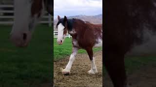 Clydesdale horses Adorable right [upl. by Yralam]