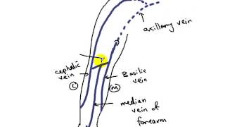 superficial veins of upper limb DR SAMEH GHAZY [upl. by Alaek]