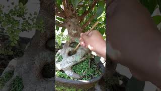 FICUS MICROCARPA bonsai inspirasibonsai tree [upl. by Cj]