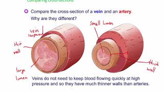 CCEA GCSE biology circulatorysystem 2 blood vessels [upl. by Snowman]