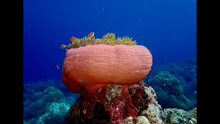 Best scuba diving in the world Solomon Islands Marovo lagoon village life [upl. by Janaye580]