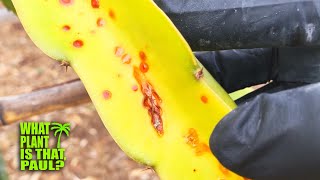 DRAGON FRUIT RUST  Organic Treatment for Fungal Disease and Cactus Rust [upl. by Goldi]