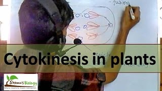 Cytokinesis in plant cell [upl. by Nimzzaj302]