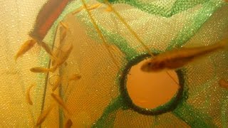 Gopro camera in a fish trap Firetail Gudgeons Hypseleotris galii [upl. by Petronille338]