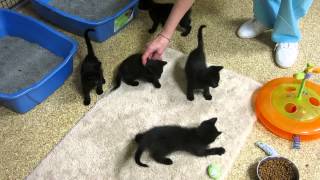 New black kittens at FLOC [upl. by Winwaloe]