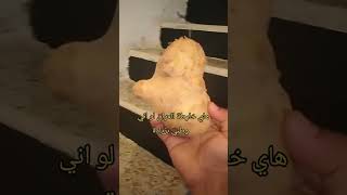 معقوله اني وطني زياده 😂👍 الامامالعباس الامامالحسين الامامعليريكشنات [upl. by Kristianson670]