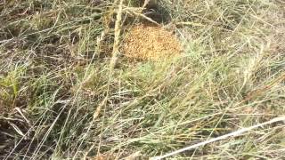 Feeding Grain Mix to Pasture Cattle [upl. by Etteluap]