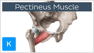 Pectineus Muscle  Origin Insertion Function amp Innervation  Anatomy  Kenhub [upl. by Latricia]