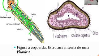 Platelmintos 1  Características Gerais e Classificação [upl. by Zinah]