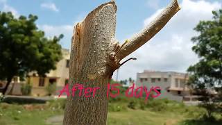 FASTEST METHOD OF GROWING MORINGA TREEMiracle in growing Miracle tree [upl. by Egdamlat]