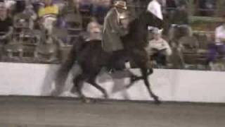 Cruelty Behind Tennessee Walking Horses [upl. by Anidene]