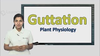 Know more about Guttation NEET Botany XI Plant Physiology [upl. by Ardeed]