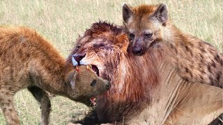 Horrifying Hyenas Kill Lions To Steal Prey  Lion Vs Hyenas [upl. by Alexei]