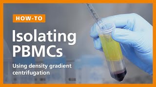 How to Isolate PBMCs from Whole Blood Using Density Gradient Centrifugation Ficoll™ or Lymphoprep™ [upl. by Imoan]