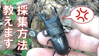 カブトムシ・クワガタムシを絶対に捕まえる方法。下見編 How to catch beetles1 [upl. by Haroppiz]