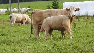 Charolais med kalv [upl. by Enidlarej]