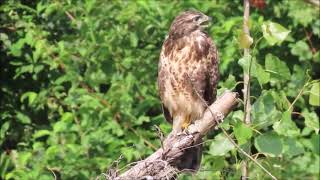 Buizerd roep [upl. by Paget880]