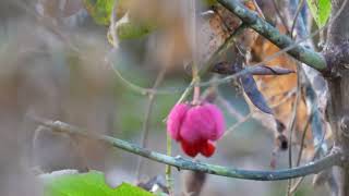 やっと秋！ ①マユミ！ Japanese Spindle Tree [upl. by Tidwell]