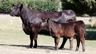 Lot 37 ZMJPQ022 VC Simmentals Online Herd Reduction Sale 2024 [upl. by Kawasaki]