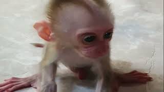 Oh cute baby monkey waiting for milk [upl. by Lasky]