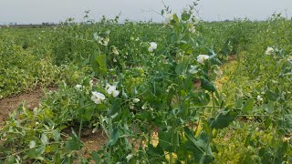 Rainfed Peas cultivation at Barani Agricultural research institute chakwal [upl. by Anaujahs]