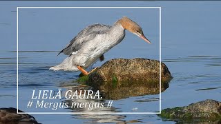 Wildlife birds  Savvaļas putni ūdensputni  LIELĀ GAURA  Mergus merganser [upl. by Onibag]