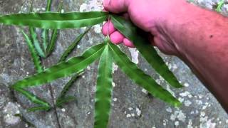 Japanese fern hunt the brake ferns genus Pteris [upl. by Amikehs333]