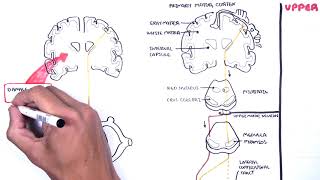 Introduction to Upper and Lower Motor Neuron Lesions [upl. by Townsend]