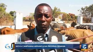 VACINAÇÃO ANIMAL NO MOXICO girassoljornal [upl. by Nairim]