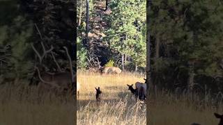 The Ultimate Elk Hunting dream canyon shorts wildlife hunting [upl. by Llenod]