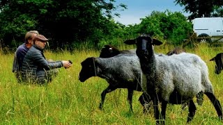 Rauhwollige Pommersche Landschafe  Alte Nutztierrassen Folge 104  Dokumentation Schafzucht [upl. by Aiotal]