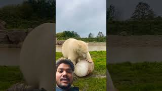 Beer funny polarbear experiment polarbearmike animals satisfying freezingbear food [upl. by Hnoj781]