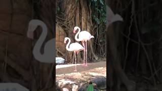 Do flamingos live in pairs 🦩🦩🦩 youtube4animal flamingos animals flamingo [upl. by Harat]