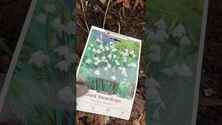 Planting giant snow drops  Leucojum Aestivum [upl. by Ennaitsirk]