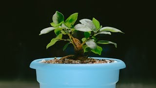 Ginseng Ficus microcarpa indoor bonsai ground layer repot and prune  May 2017 [upl. by Tabshey]