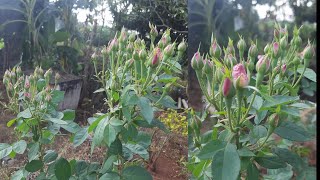 கொத்து கொத்தாக பன்னீர் ரோஜா பூக்க சில டிப்ஸ்  Paneer Rose Plant Growth and Care in Tamil [upl. by Milli188]