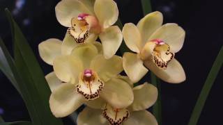 How to Divide and Repot Cymbidium Orchids [upl. by Yatnohs]