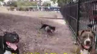 American Pit Bull Terrier Fight  100 APBT GAMEDOGS [upl. by Hercule976]