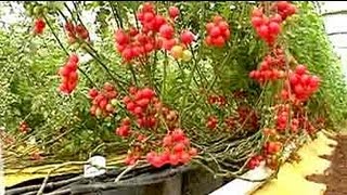 Soilless farming 25 kg of tomatoes per plant [upl. by Euqininod]