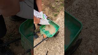 Reseeding The Lawn  lawncare seed grass shorts fall lawn [upl. by Ailicec]