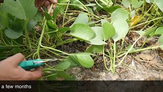 Goat’s foot Ipomoea pescaprae Propagation amp Care BeachMorningGlory Vine [upl. by Ellebyam]